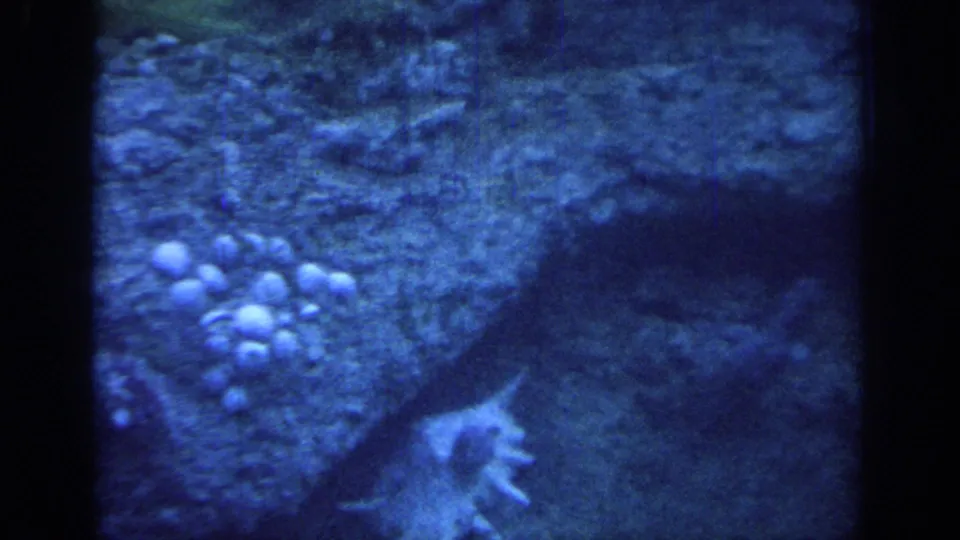 Blue 8mm aquarium view from Oklahoma in 1967, with rock-textured wall, pale clusters, and a small light marine form near the lower right.