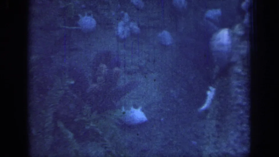 1967 8mm frame showing a dim blue underwater scene with small fish, rocky texture, and dark viewing-window bars.