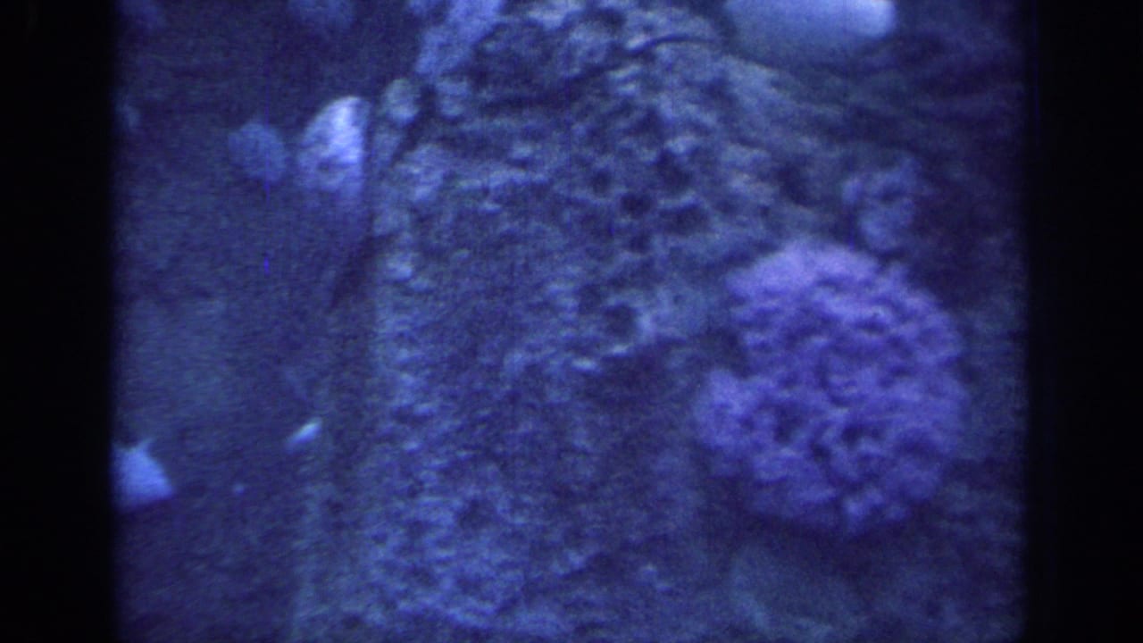 Blue underwater rocks and marine growth with a dark divider at center.