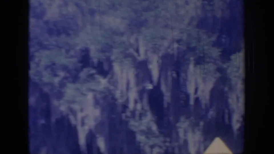 Soft 1967 8mm frame of roadside trees, hanging moss, and a small pale sign, with heavy color fading and motion softness.
