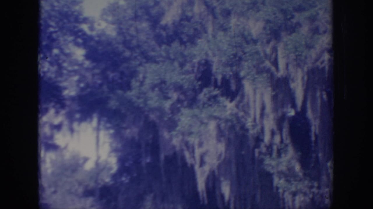 Soft blue-purple view of tall trees and hanging moss in a shaded forest.