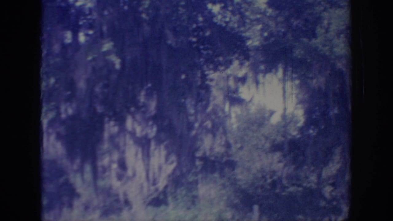 1967 Oklahoma forest view with moss-draped branches, leafy growth, and soft small-gauge film texture.