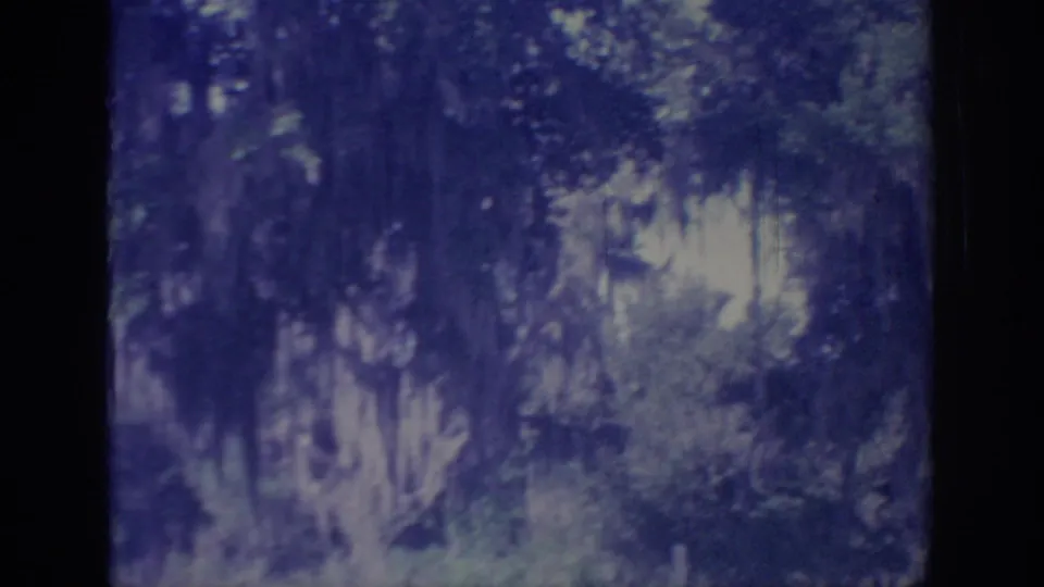1967 Oklahoma forest view with moss-draped branches, leafy growth, and soft small-gauge film texture.