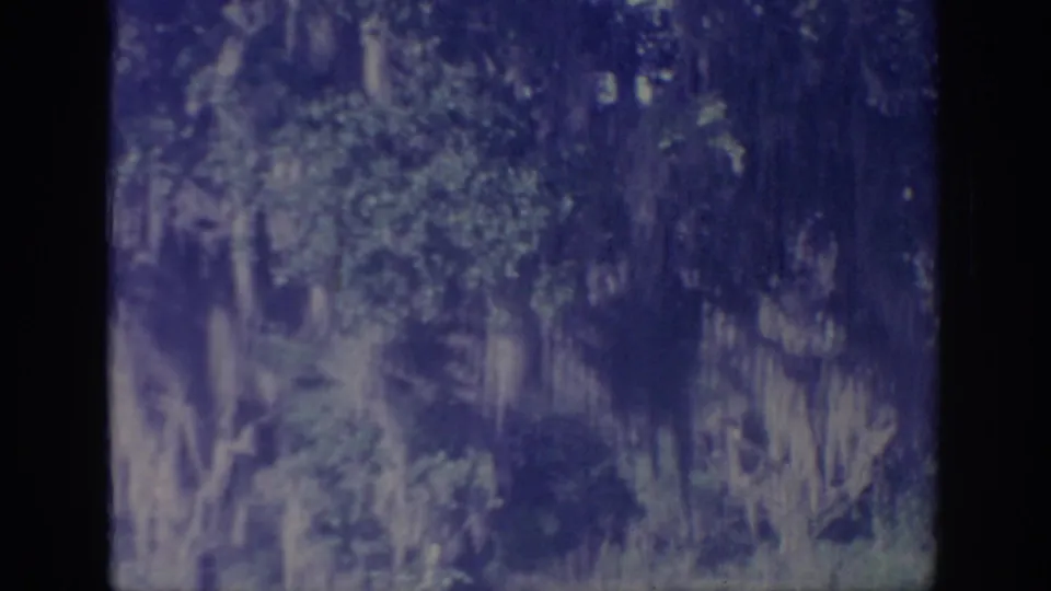 1967 Oklahoma 8mm frame with soft-focus trees, hanging moss, leafy undergrowth, and visible film wear.