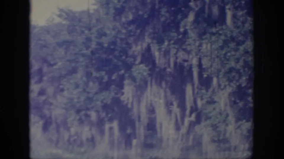 1967 Oklahoma home-movie frame showing mossy trees, thick foliage, and a softly exposed forest background.