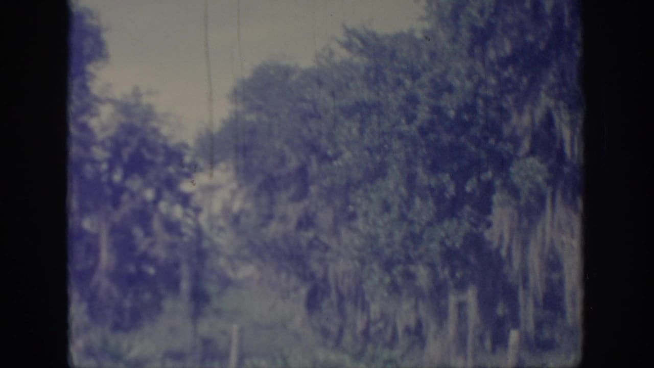 1967 Oklahoma 8mm frame showing tree-lined countryside passing by from a moving vehicle, tinted blue-purple by aged film.