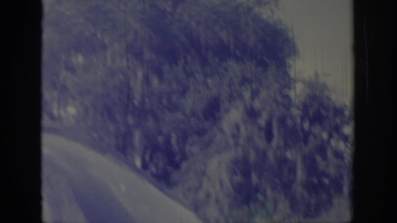 Curving rural road bordered by dense trees and foliage.