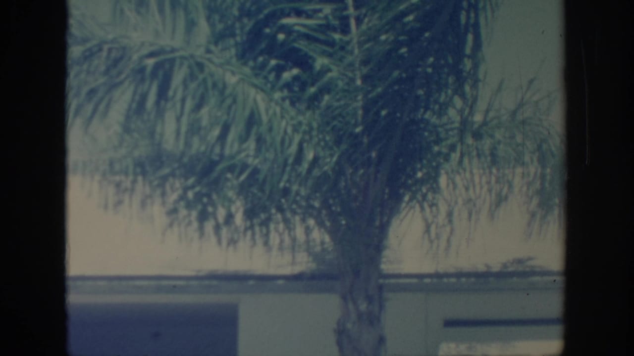 Palm tree beside a pale house roofline, with dark vertical film-strip border visible.