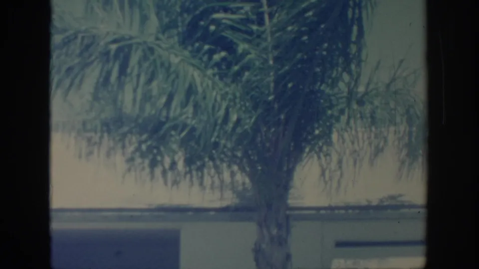 1967 Oklahoma home-movie frame with palm fronds over a low residential roofline and strong dark film-gate borders.