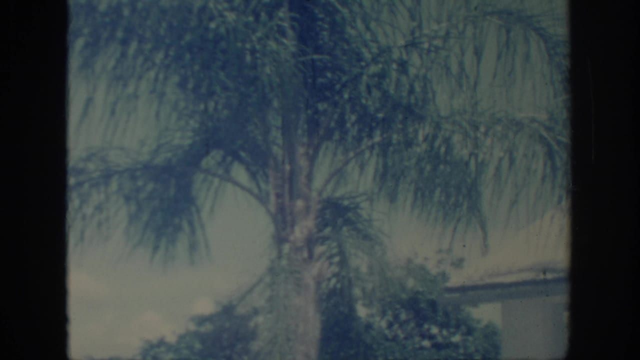 1967 Oklahoma 8mm frame showing a palm trunk, fronds, hedges, cloudy sky, and a partial roofline.