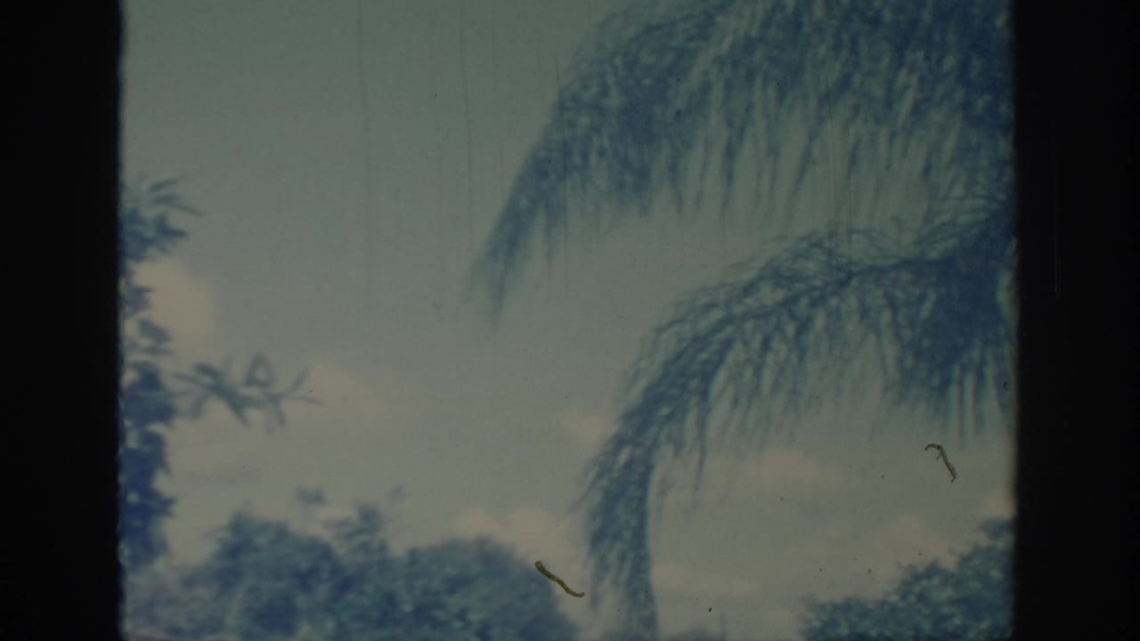 Palm fronds and treetops against a pale cloudy sky with dark film borders.