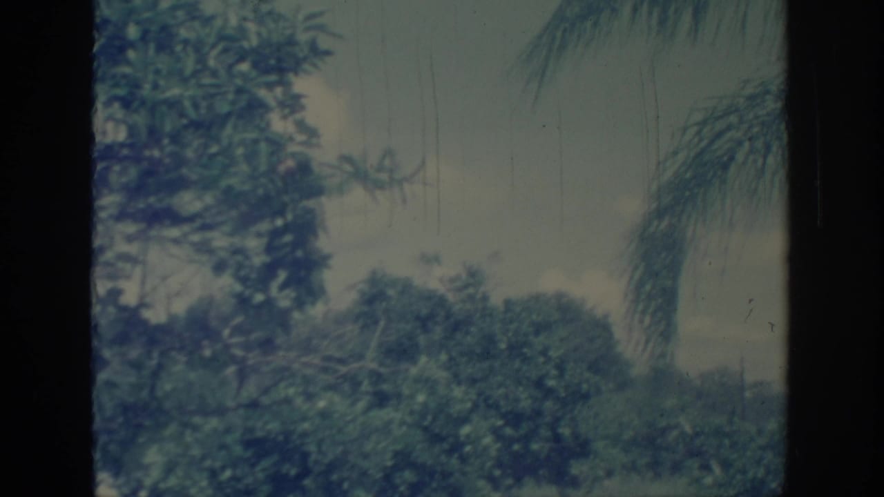 1967 Oklahoma 8mm frame showing hedges, palm foliage, treetops, cloudy sky, and visible film wear.