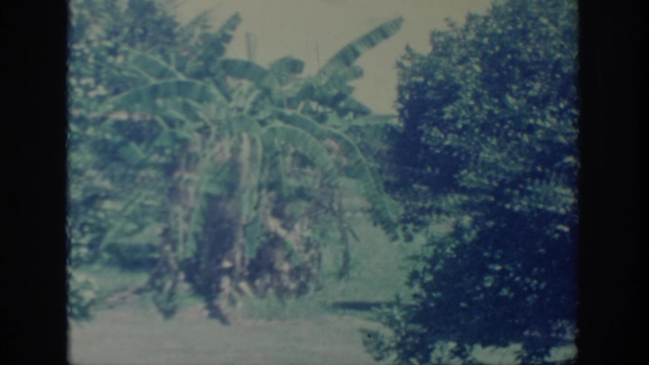 1967 Oklahoma 8mm frame with banana-like foliage, hedges, palms, sky, and a sunlit path or ground area.
