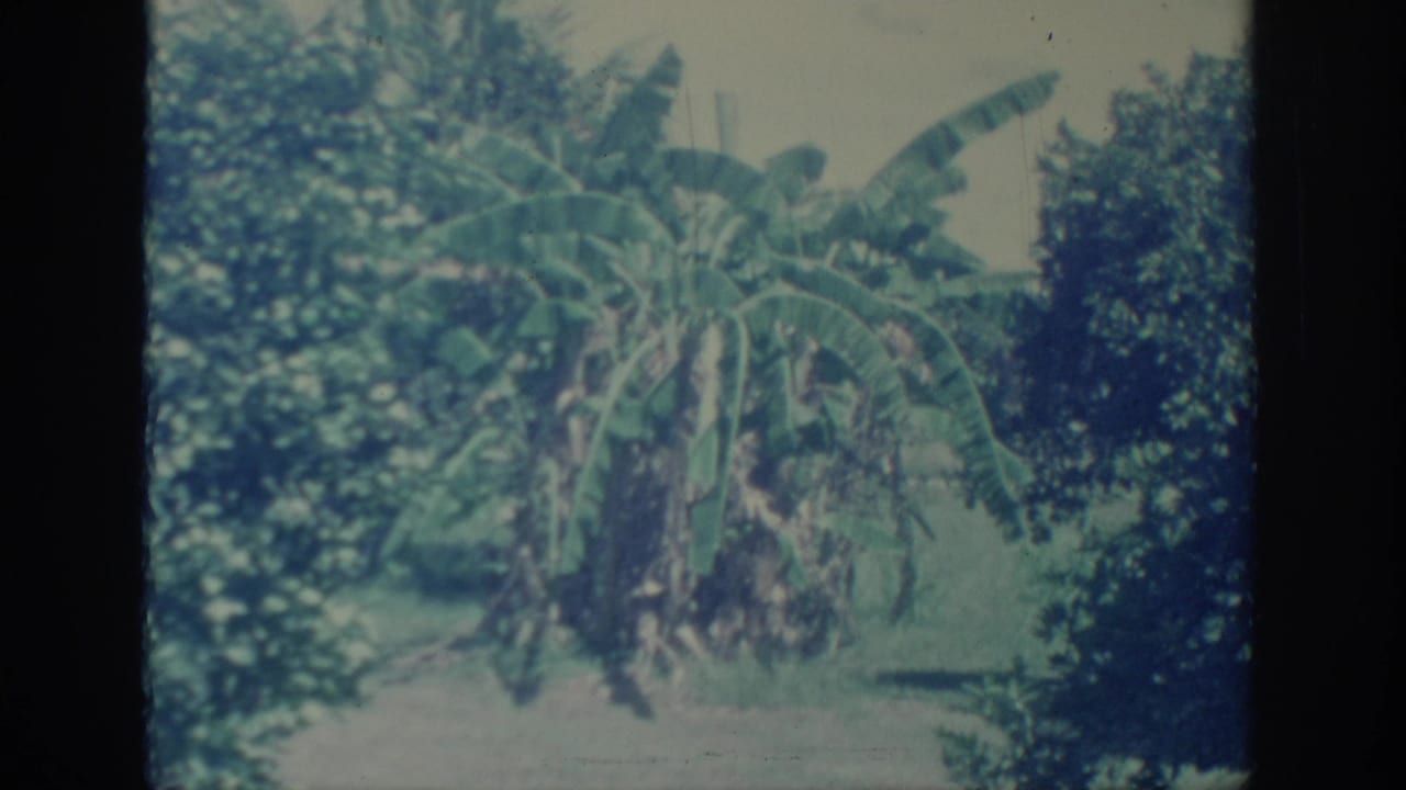 1967 Oklahoma 8mm frame showing banana leaves beside dense green trees in a softly faded outdoor landscape.