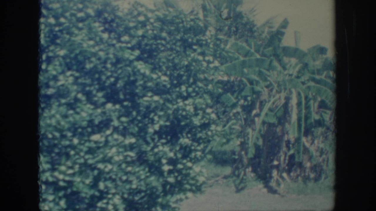 Dense green trees and banana leaves seen through a faded 8mm frame.