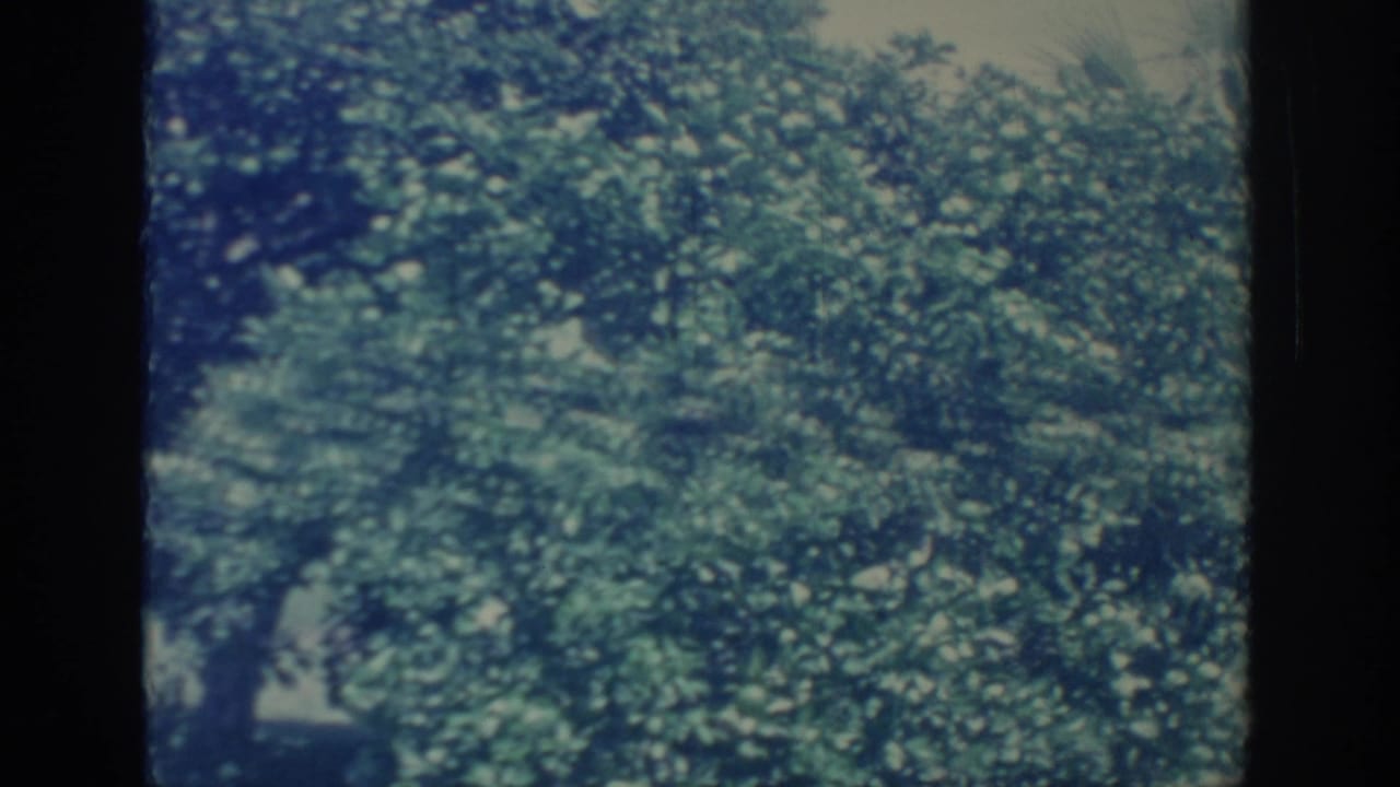 1967 Oklahoma 8mm frame dominated by leafy tree branches and mottled green foliage during the slow pan.