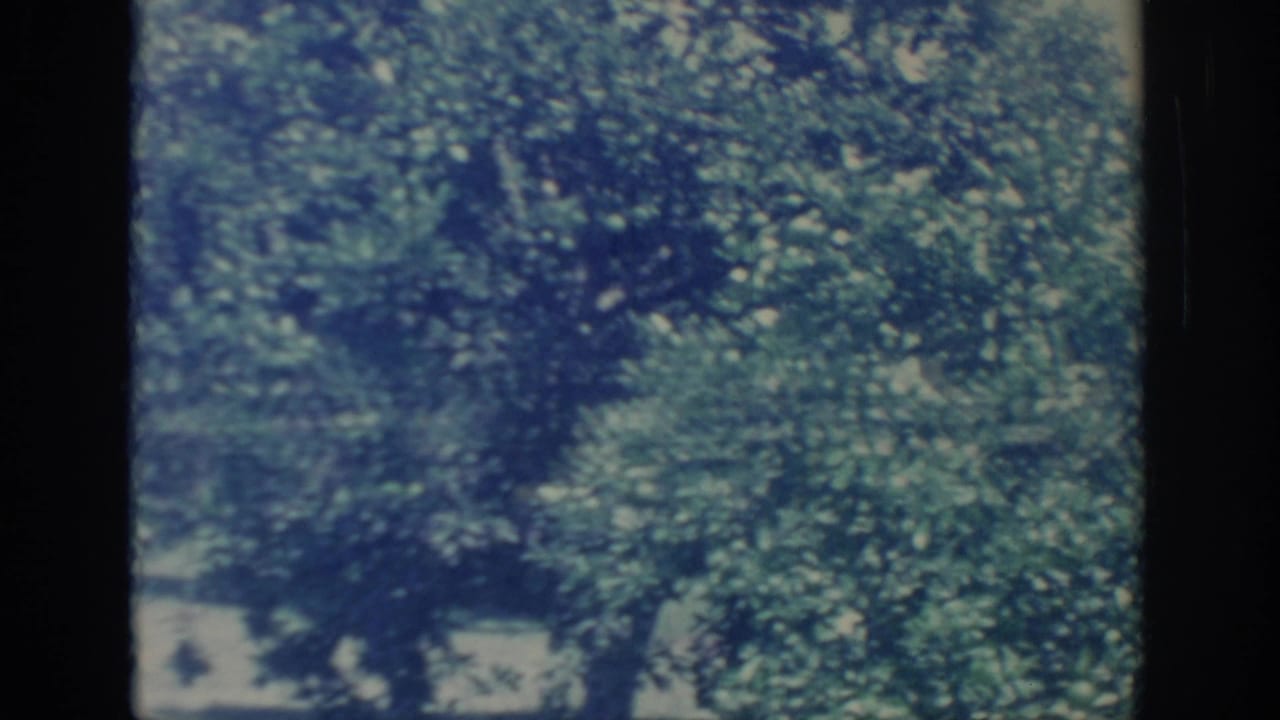 1967 Oklahoma home-movie frame showing dense trees, shaded ground, and soft blue-green film fading near the end of the pan.