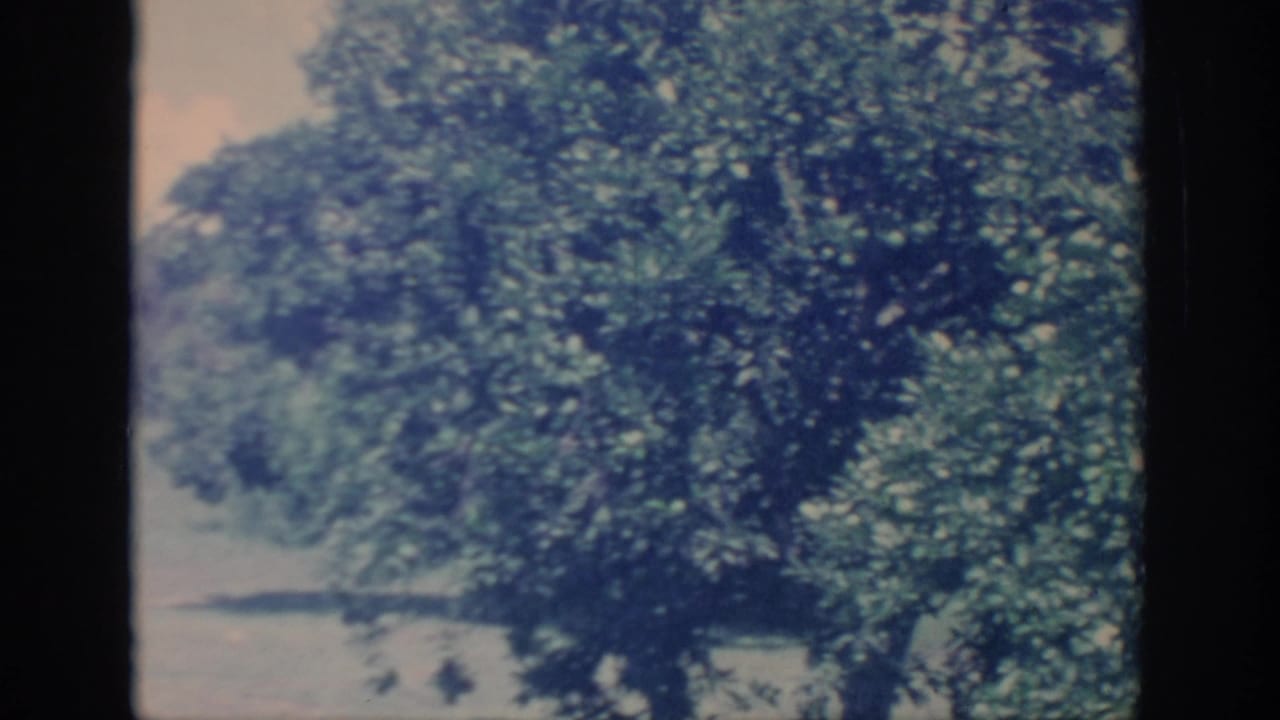 1967 Oklahoma 8mm home-movie frame showing a large leafy tree and soft pale background, with visible film gate edges and blue cast.