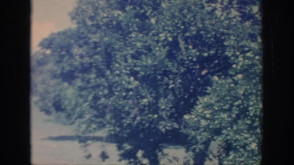 1967 Oklahoma 8mm home-movie frame showing a large leafy tree and soft pale background, with visible film gate edges and blue cast.
