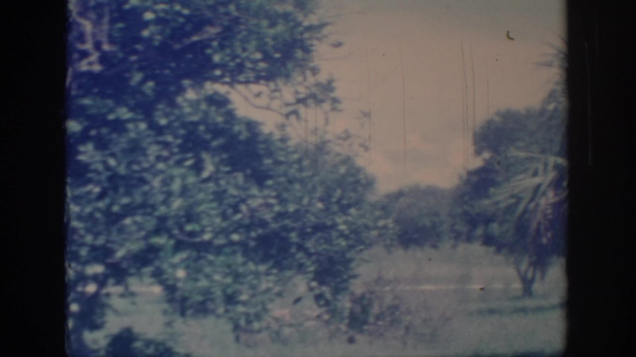 1967 Oklahoma garden view with leafy canopy, distant shrubs, and soft blue-green 8mm color visible through frame borders.