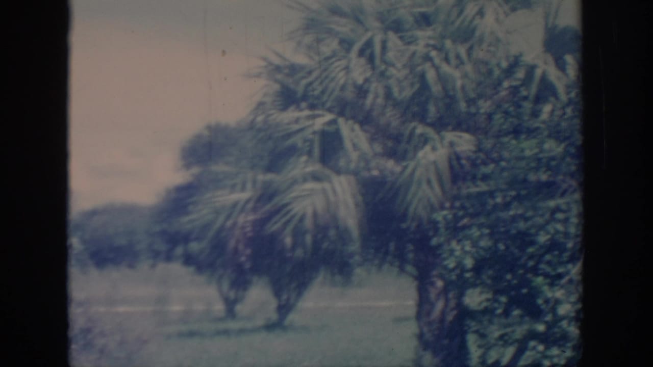 1967 Oklahoma 8mm frame showing palm-like fronds, dense greenery, and a pale open background in a home-movie garden view.