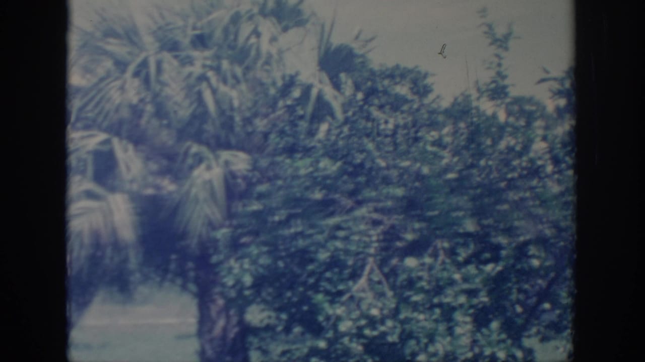 1967 Oklahoma home-movie frame with palm fronds, thick shrubs, and dark film edges, rendered with soft focus and grain.