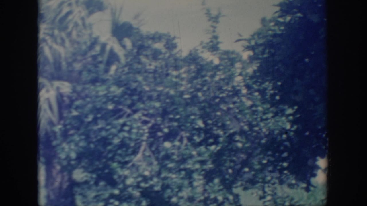 1967 Oklahoma 8mm frame showing dense backyard foliage with soft focus, blue color cast, and dark film gate edges.