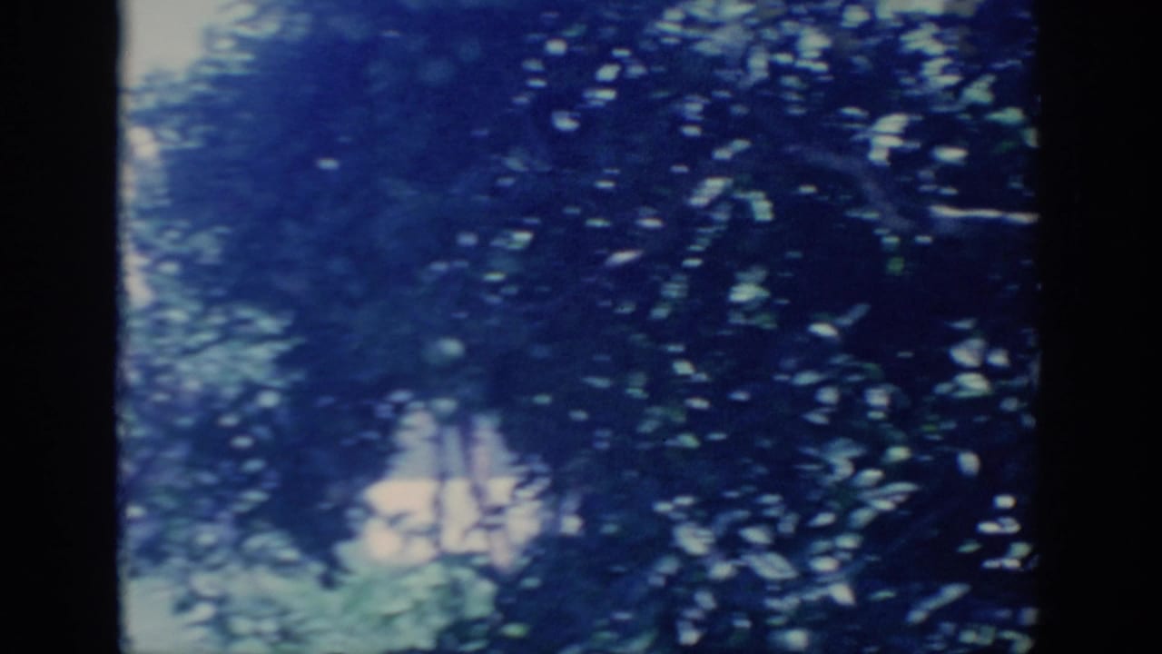 Dark leafy tree canopy with bright sky filtering through.