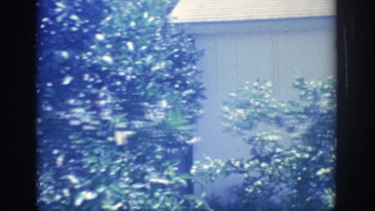 1967 Oklahoma backyard frame with leafy shrubs, a pale house wall, roof edge, and heavy blue 8mm color shift.
