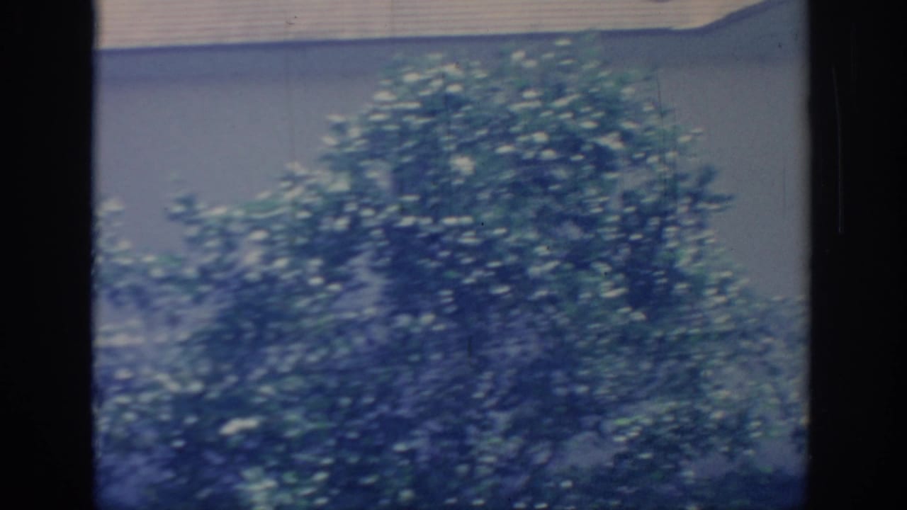 Soft 8mm frame from 1967 Oklahoma showing dense shrubs against a pale residential wall and roof eave.