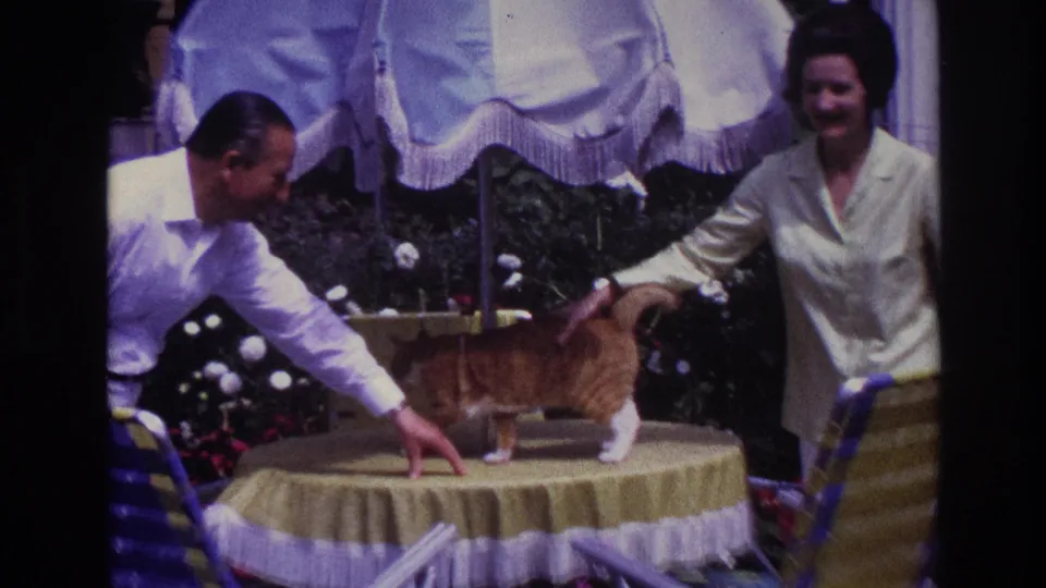 In Rockaway Beach, New York, 1967, a couple pets an orange tabby cat on a covered garden table beneath a patio umbrella.