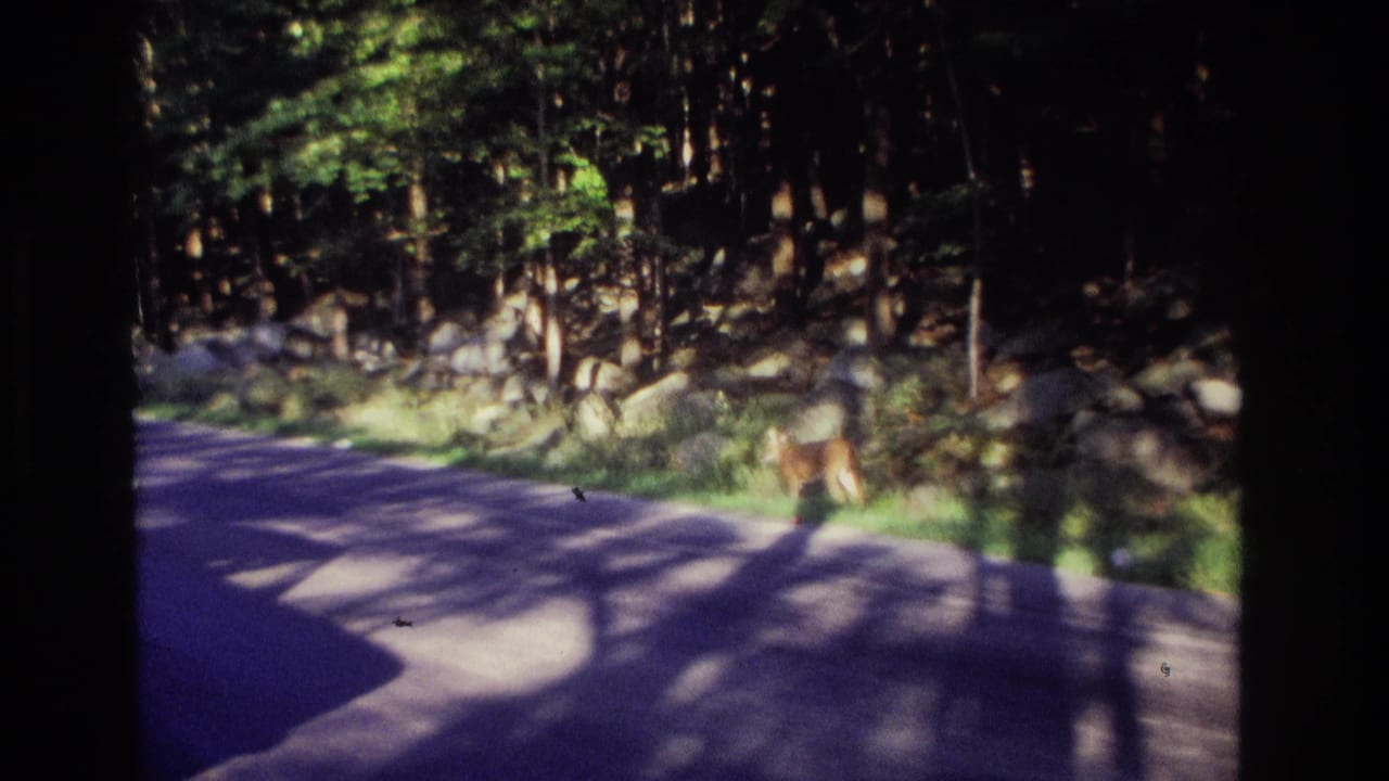 Deer grazing beside a shaded wooded road.