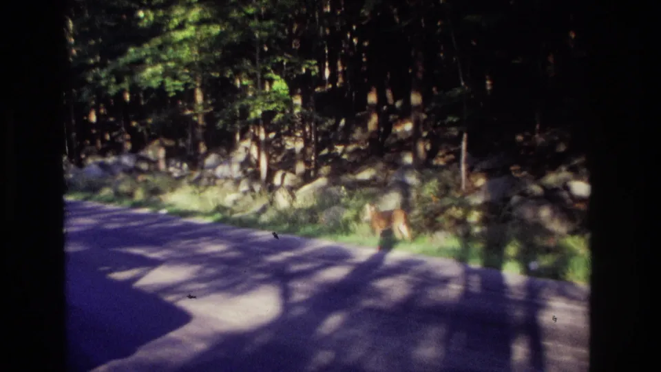 A deer stands near the edge of a forest road in 1968 home-movie footage, with trees, rocks, and dappled sunlight visible.