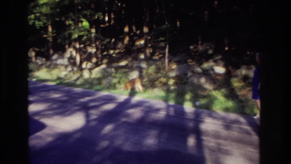 A deer remains beside the wooded road while part of a person in blue enters the right edge of the 1968 home-movie frame.