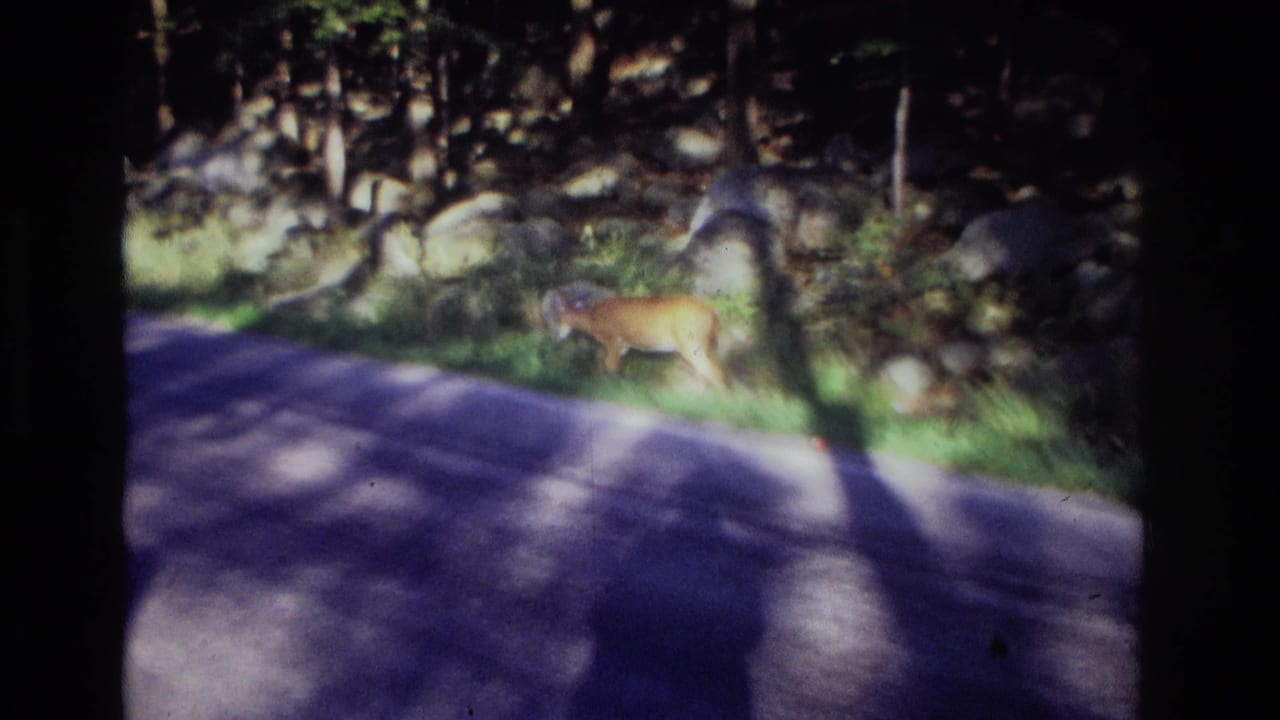 1968 Ocean City, New Jersey roadside frame showing a deer moving along the grassy shoulder beside trees and rocks.