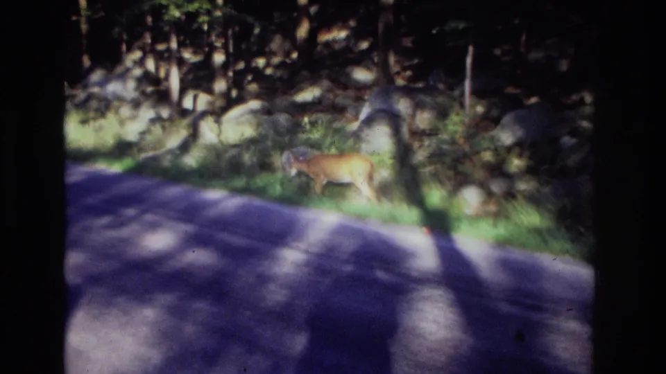 1968 Ocean City, New Jersey roadside frame showing a deer moving along the grassy shoulder beside trees and rocks.