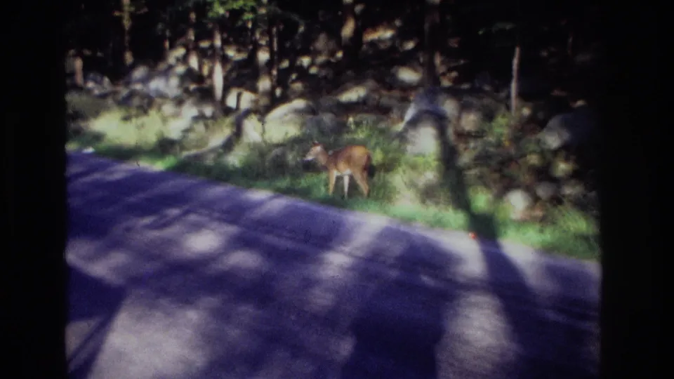 Soft 8mm frame from Ocean City, New Jersey in 1968 showing a deer near the road with rocks and trees behind it.