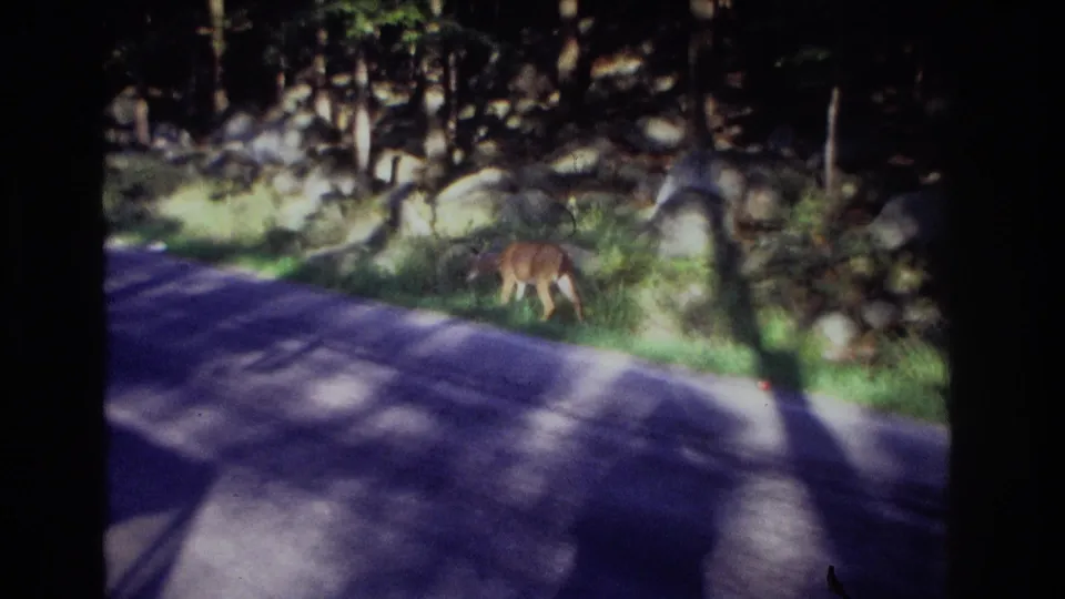 1968 Ocean City, New Jersey 8mm frame with a deer near the grassy shoulder and a tree-lined rocky embankment behind it.