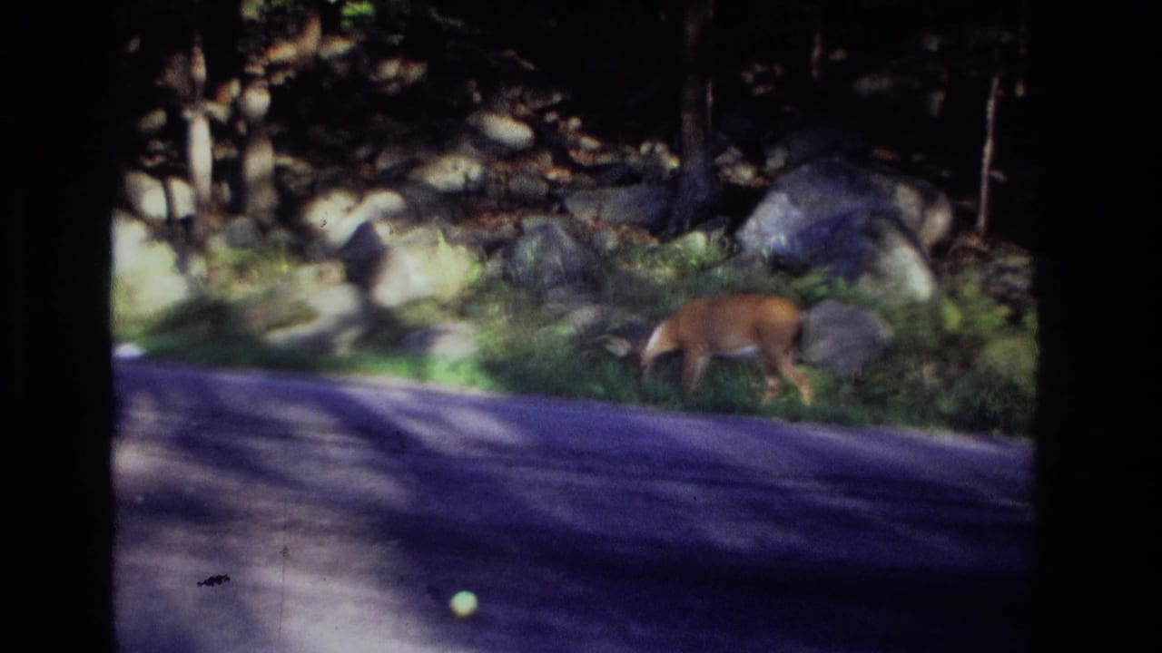1968 Ocean City, New Jersey 8mm frame showing a deer grazing on a grassy wooded verge beside a paved road.