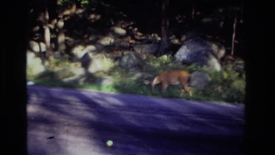 1968 Ocean City, New Jersey 8mm frame showing a deer grazing on a grassy wooded verge beside a paved road.