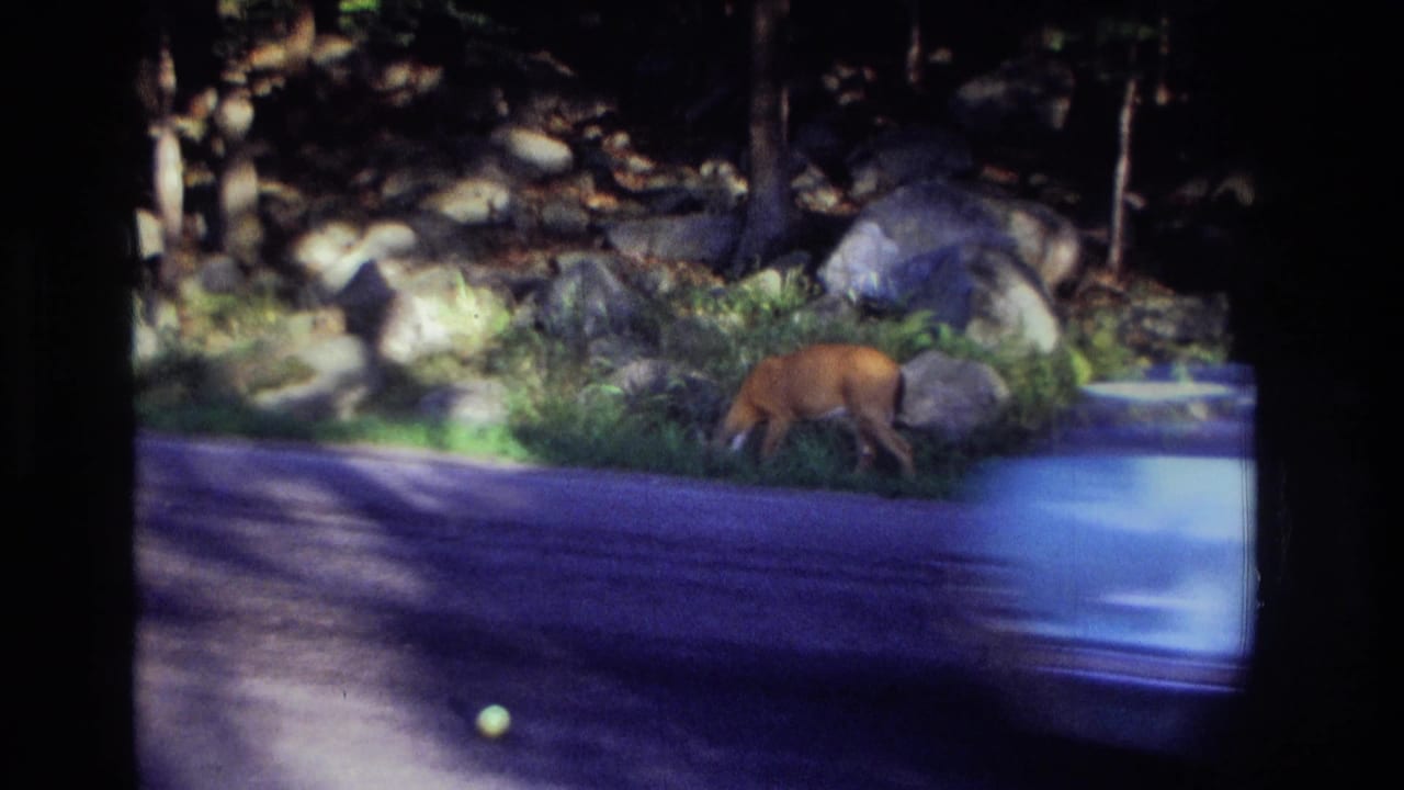 Deer walking along the roadside near rocks as a blue car blurs past.