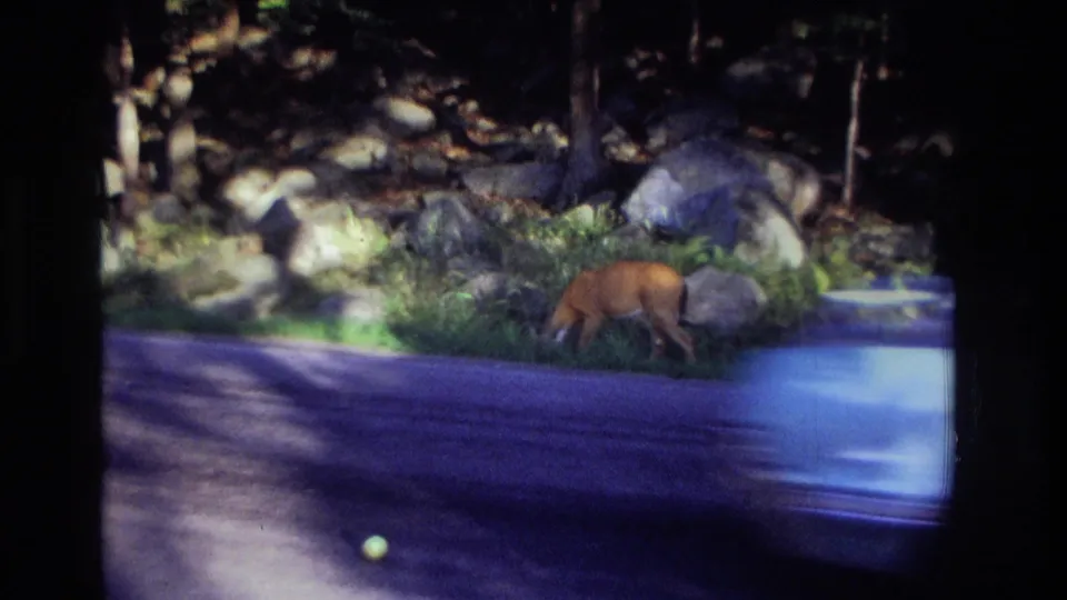 1968 Ocean City, New Jersey roadside frame with a deer near the wooded verge and a blue car passing in motion blur.