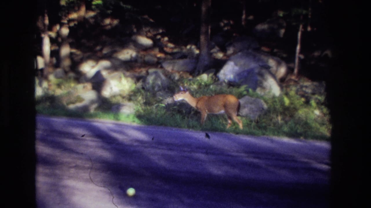 1968 Ocean City, New Jersey home-movie frame showing a deer at a wooded roadside verge with rocks and trees behind it.
