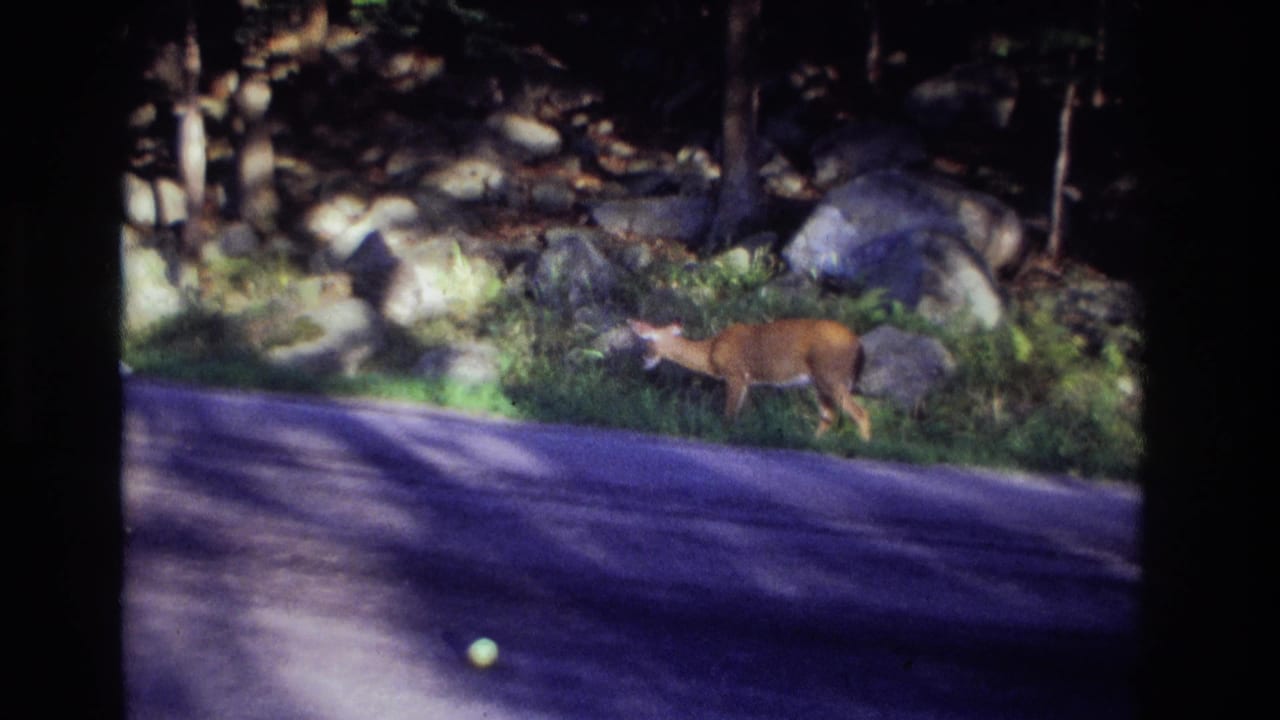Deer standing near roadside vegetation with rocks and trees behind.
