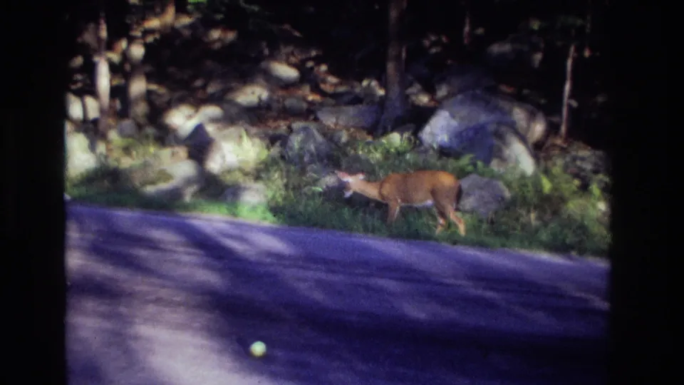The deer remains beside the paved road in the 1968 Ocean City footage, framed by rocks, grass, and dark woods.