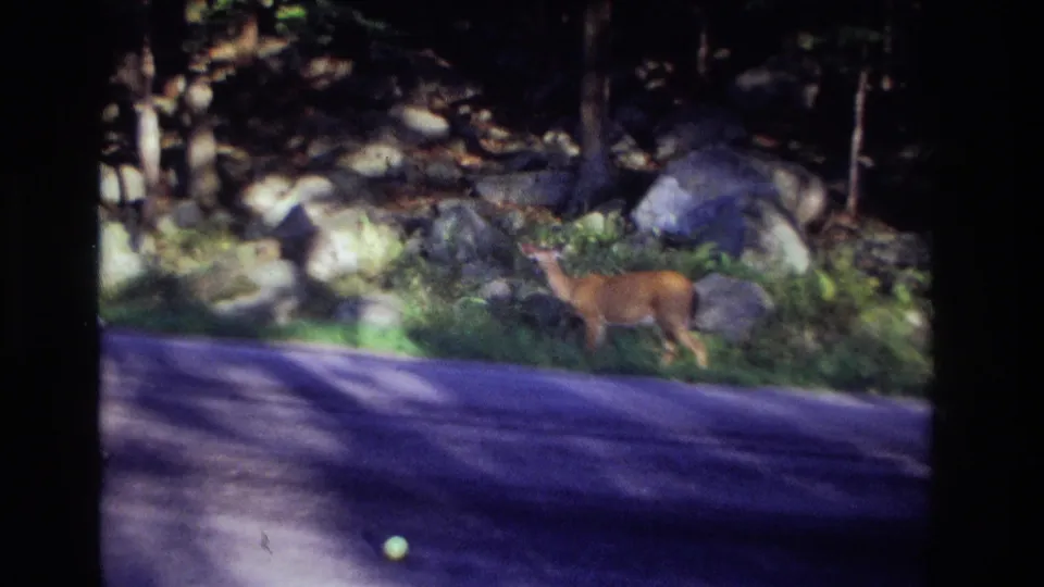 A brown deer appears to feed along the roadside verge in archival 8mm footage from Ocean City, New Jersey, 1968.