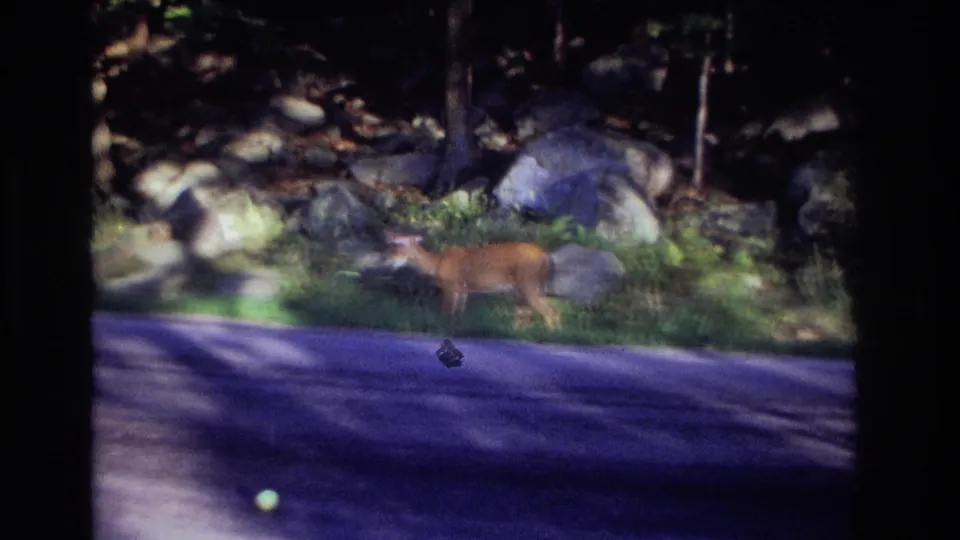 Final frame shows the deer still near the road and wooded verge, with visible 8mm grain and a strong purple cast on the pavement.