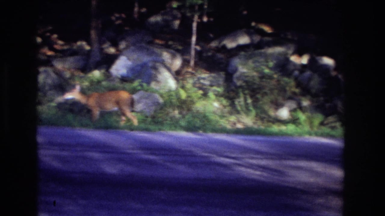A deer walks along a shaded roadside beside rocks, grass, and trees.
