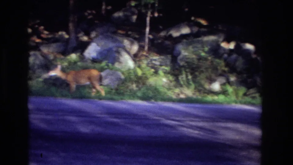 In 1968 Ocean City, New Jersey home-movie footage, a deer moves along a wooded roadside edge near large rocks and asphalt.