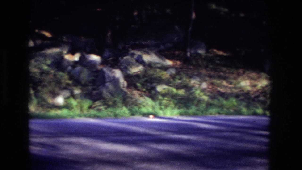The roadside area in the Ocean City, New Jersey home movie shows asphalt, grass, rocks, and trees after the deer has moved out of frame.